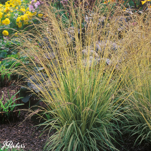 Molinia caerulea Variegata