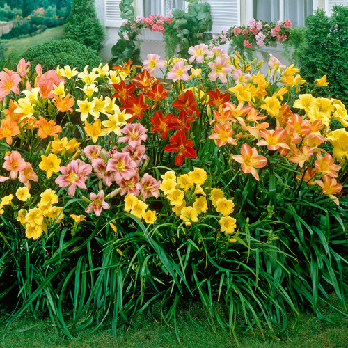 Hemerocallis Mixed