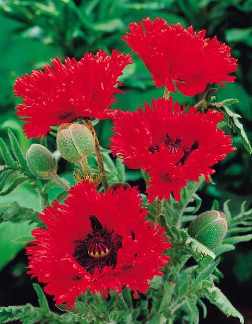 Papaver orientale Turkenlouis