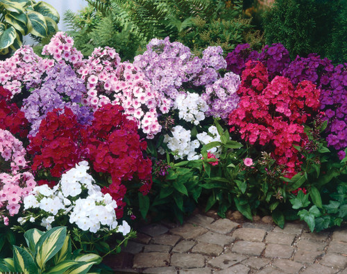 Phlox paniculata Mixed
