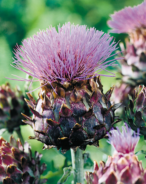 Cynara cardunculus