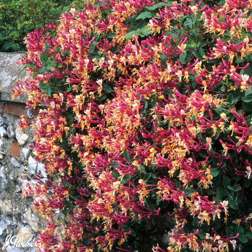 Honeysuckle Serotina