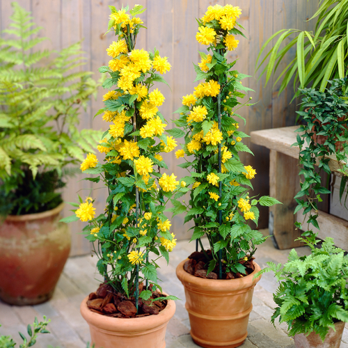 Kerria japonica Pleniflora