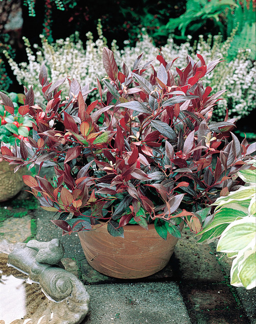 Leucothoe Scarletta