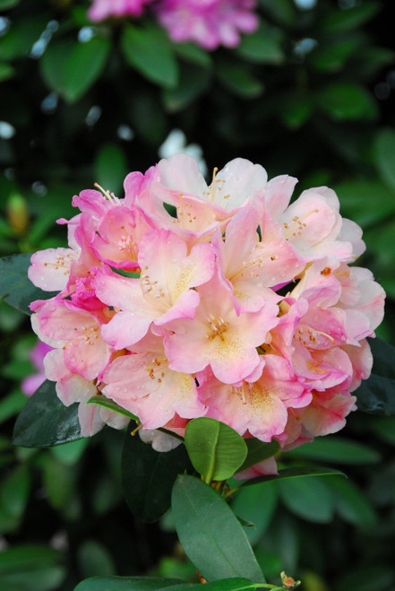 Rhododendron Y Percy Wiseman