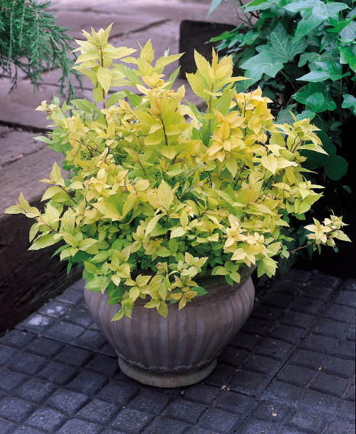 Spiraea japonica Goldflame