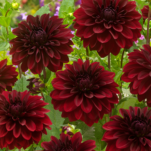 Dahlia Arabian Night