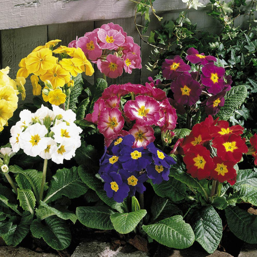 Polyanthus Pacific Giant