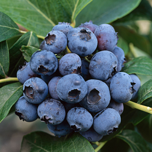 Blueberry Fruiting Dixi