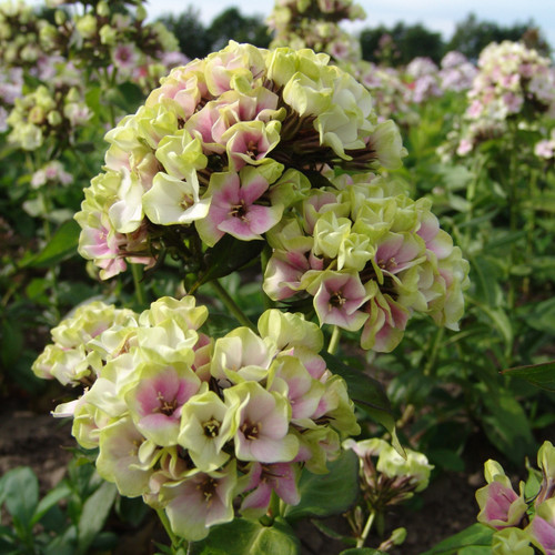 Phlox Sherbet Cocktail