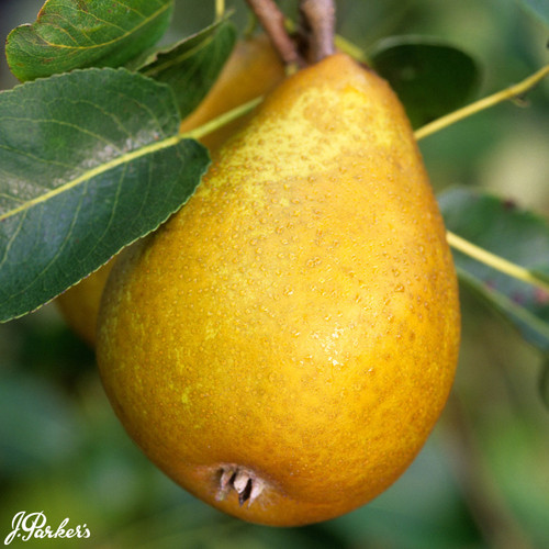 Pear Beth