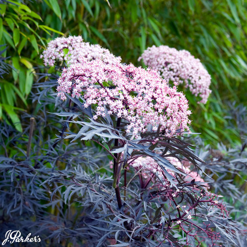 Sambucus nigra Black Lace