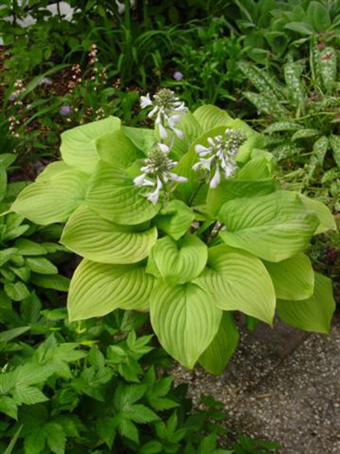 Hosta Honeybells