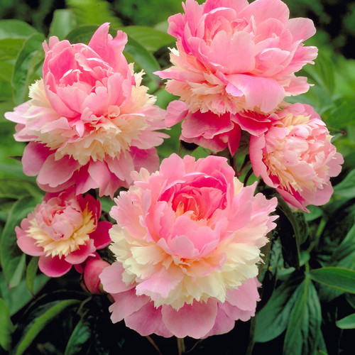 Peony lactiflora 'Sorbet'