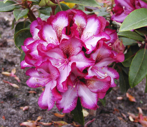 Rhododendron Midnight Mystique