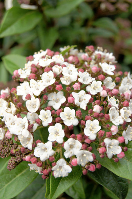 Viburnum tinus