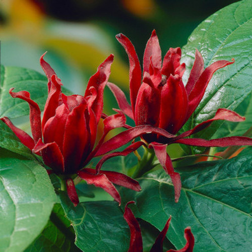 Calycanthus floridus Purpureus