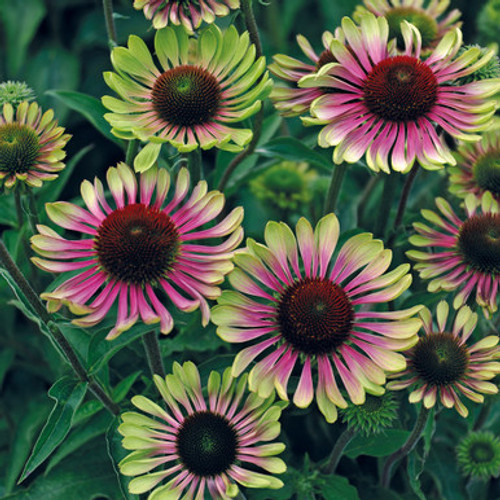 Echinacea purpurea Green twister