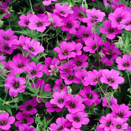 Geranium 'Patricia'