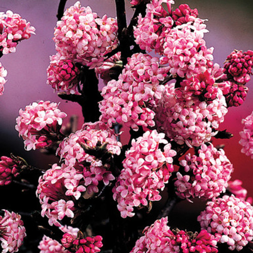 Viburnum bodnantense Dawn 3L