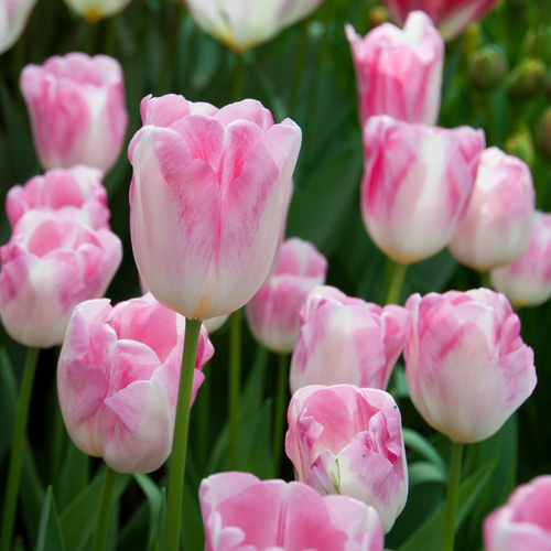 Tulip 'Infinity'