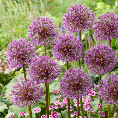 Allium 'Little Dean'