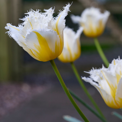 Tulip 'Lemon Beauty'