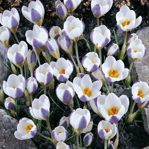 Crocus chrysanthus 'Blue Bird'