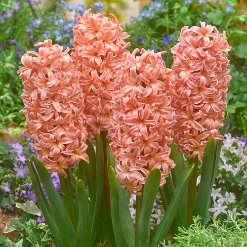 Hyacinth Gypsy Queen 18cm