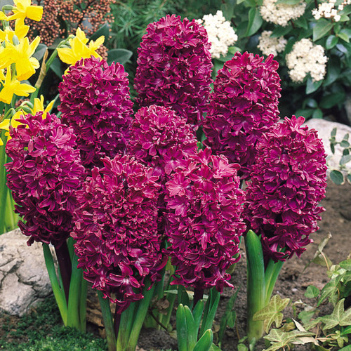 Hyacinth Woodstock 18cm