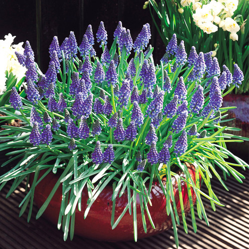 Muscari armeniacum 9cm+