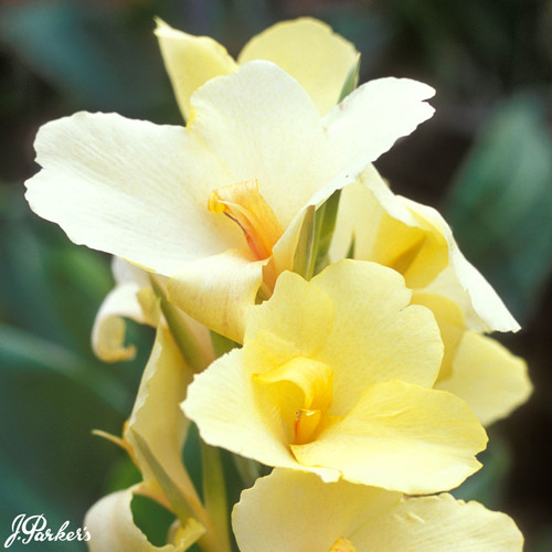 Canna Richard Wallace