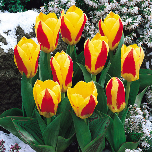 Tulip Stresa