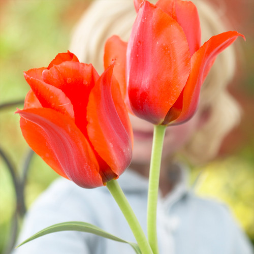 Tulip 'Casa Grande'