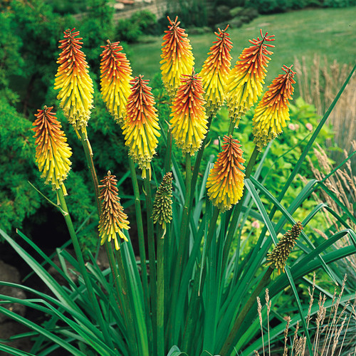 Kniphofia uvaria