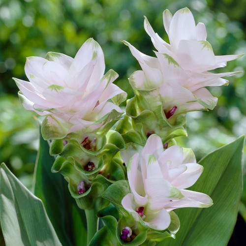 Curcuma alismatifolia White