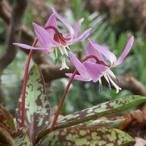 Erythronium Purple King