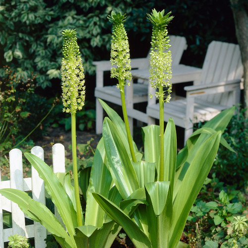 Eucomis Pole Evansii
