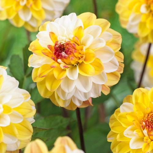 Dahlia 'Double Jill'