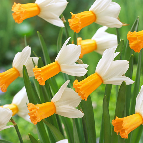 Narcissus 'Winter Waltz'