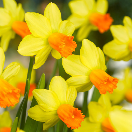 Narcissi Jetfire 12/14cm