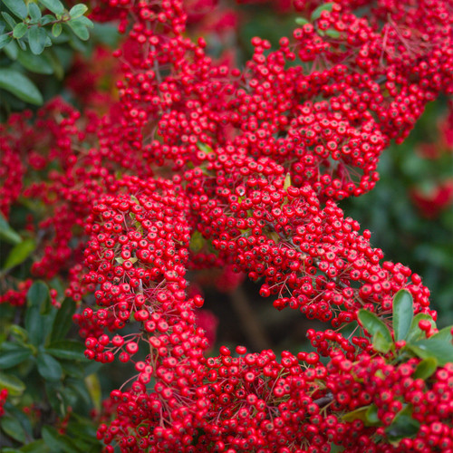 Pyracantha Red Column