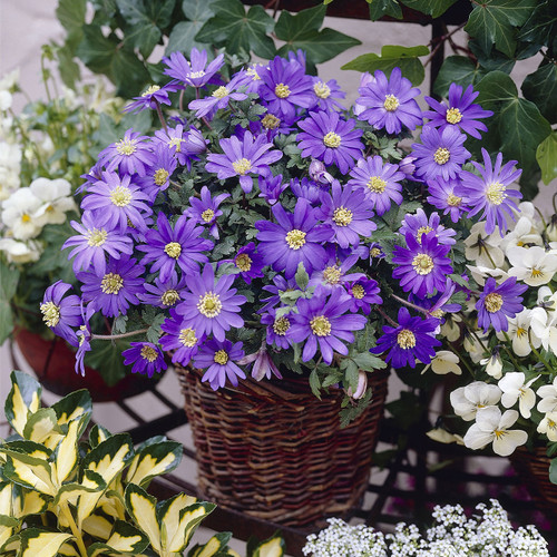 Anemone Blanda Atrocoerulea Blue 5cm+