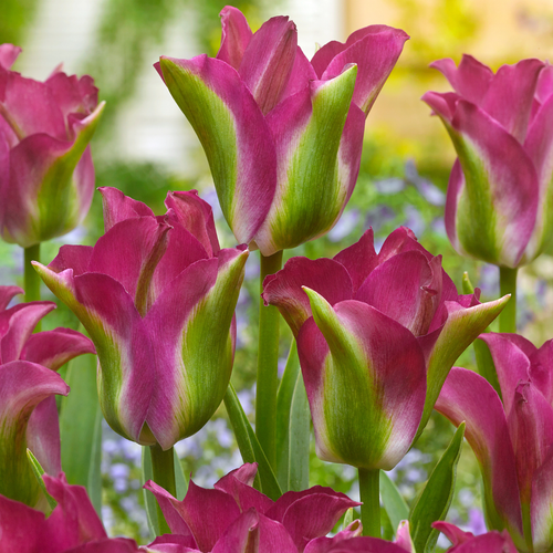Tulip 'Green Love'
