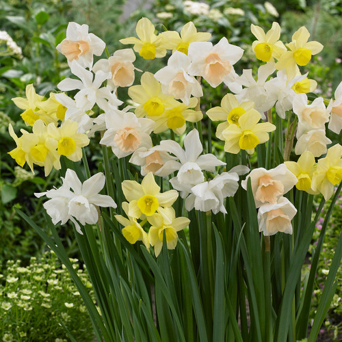 Narcissus Triandrus Mixed 10/12cm