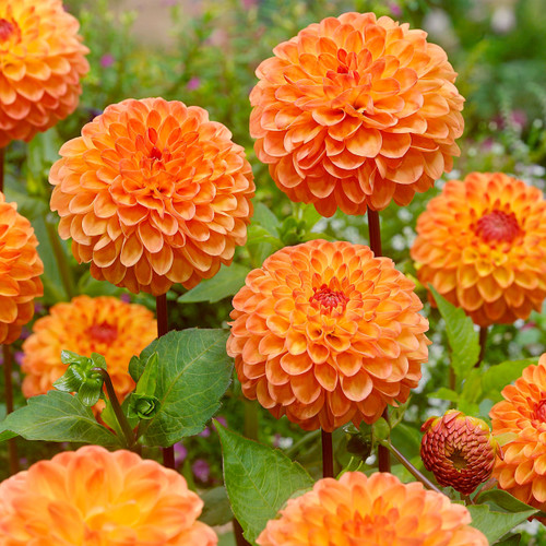 Dahlia 'Souvenir d'Été'