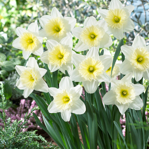 Narcissus Ice Follies 25kg