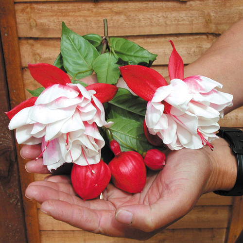 Fuchsia Trailing Snowburner