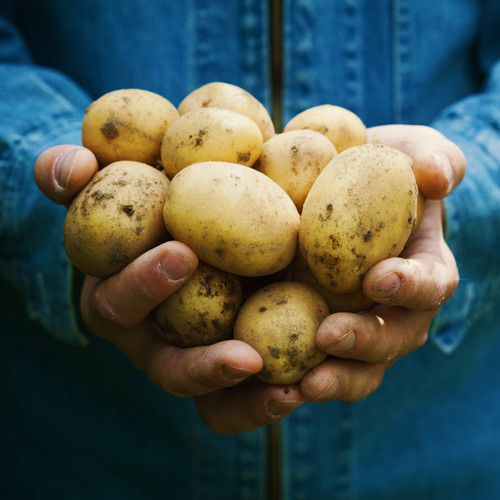 60 Potato Casablanca