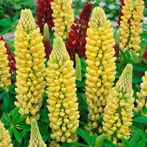 Lupin Noble The Chandelier (Yellow)